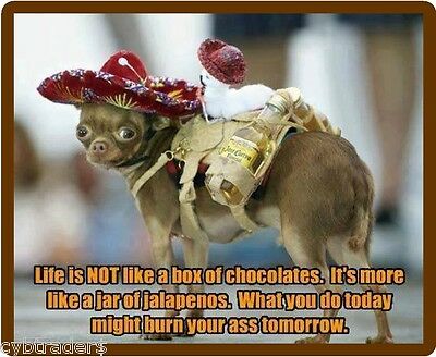 Funny Chihuahua Jalapeno Dog Life Is Not Refrigerator / Tool Box  Magnet